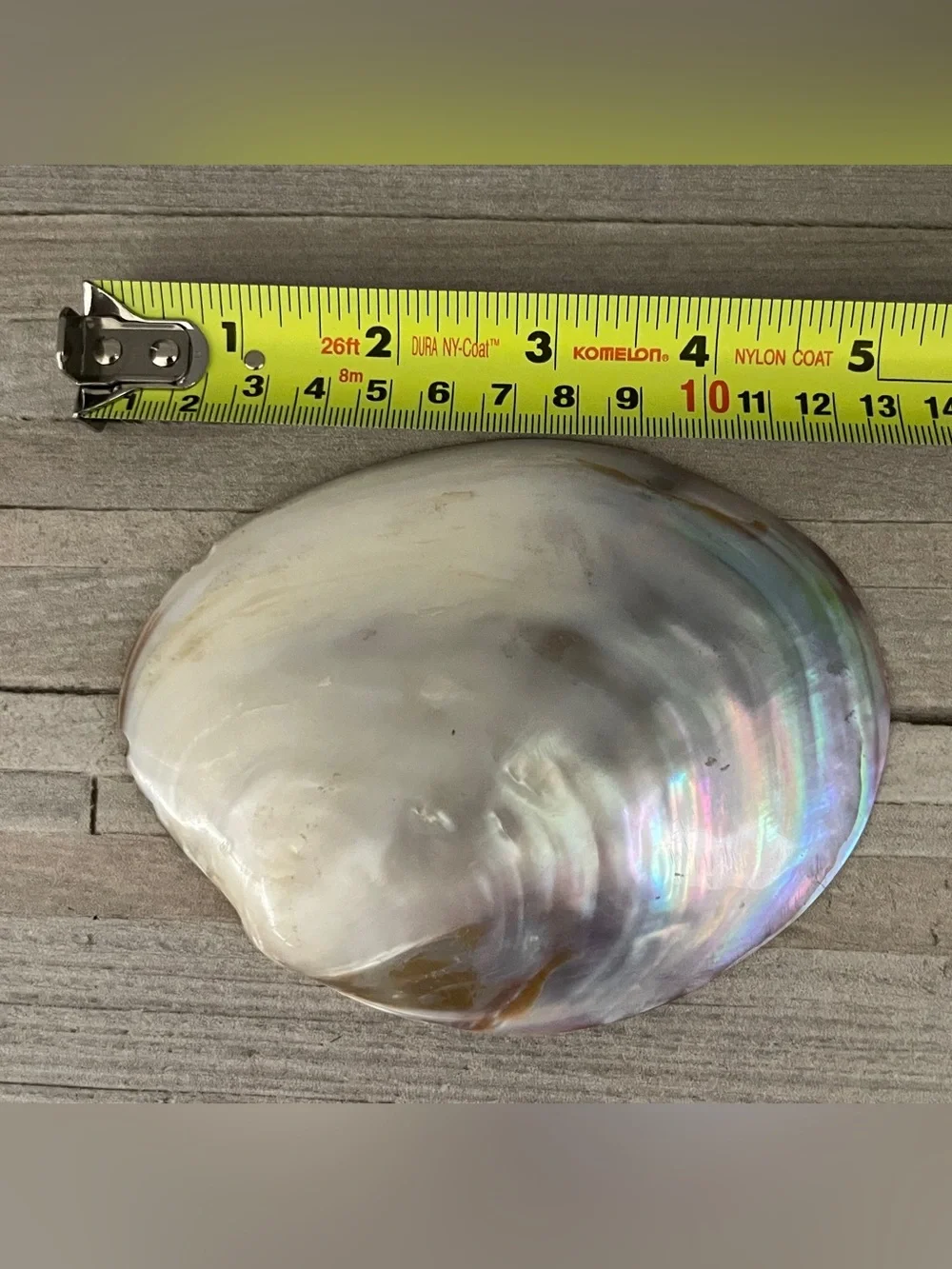 Natural Abalone Shell Dish Jewelry Tray- Iridescent Pearl Tones